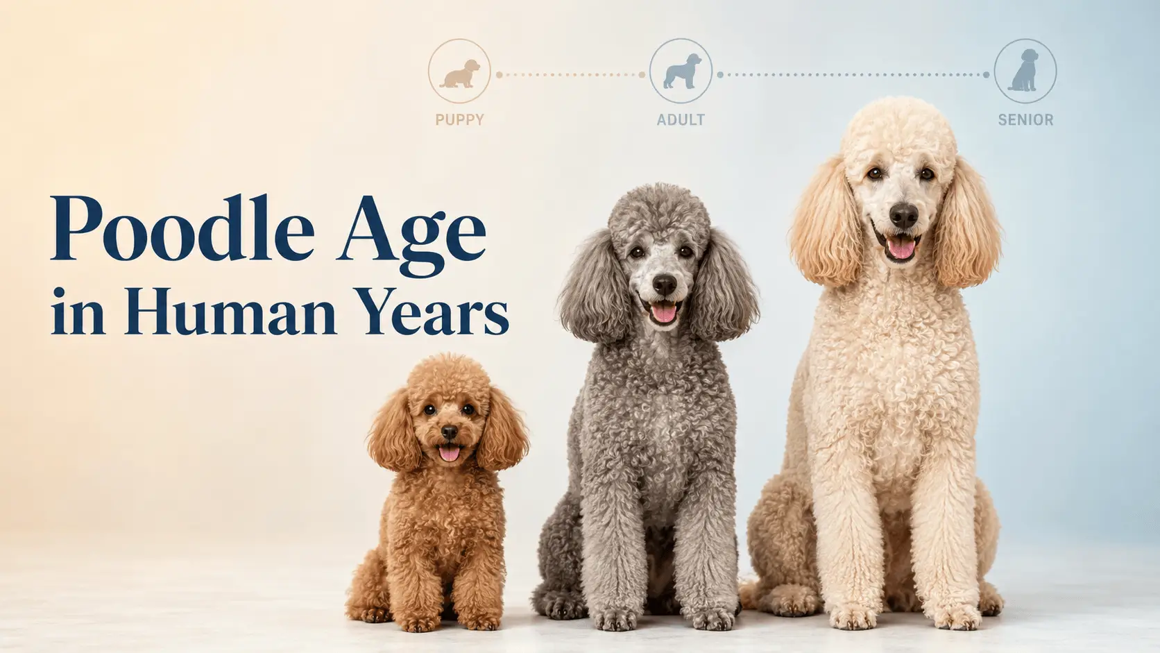 Poodle Age Calculator: Poodle Age in Human Years