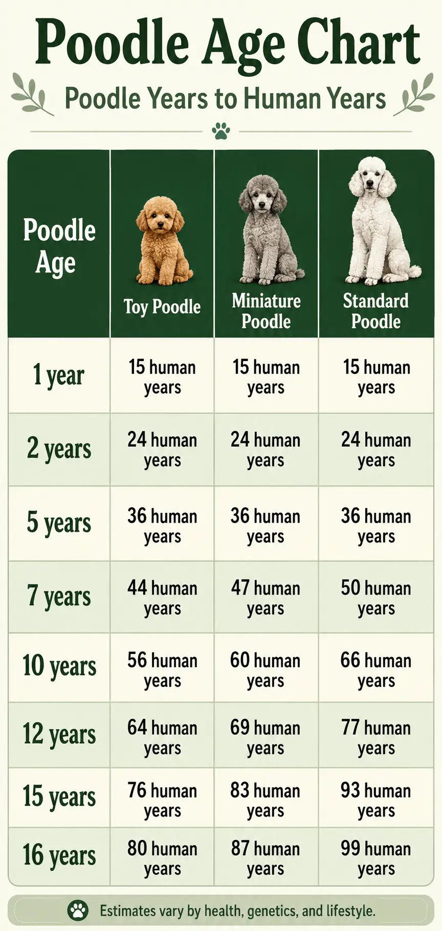 Poodle age chart comparing Toy, Miniature, and Standard Poodle years to human years.